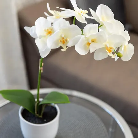 Appartamento Sugar Palace Fiume